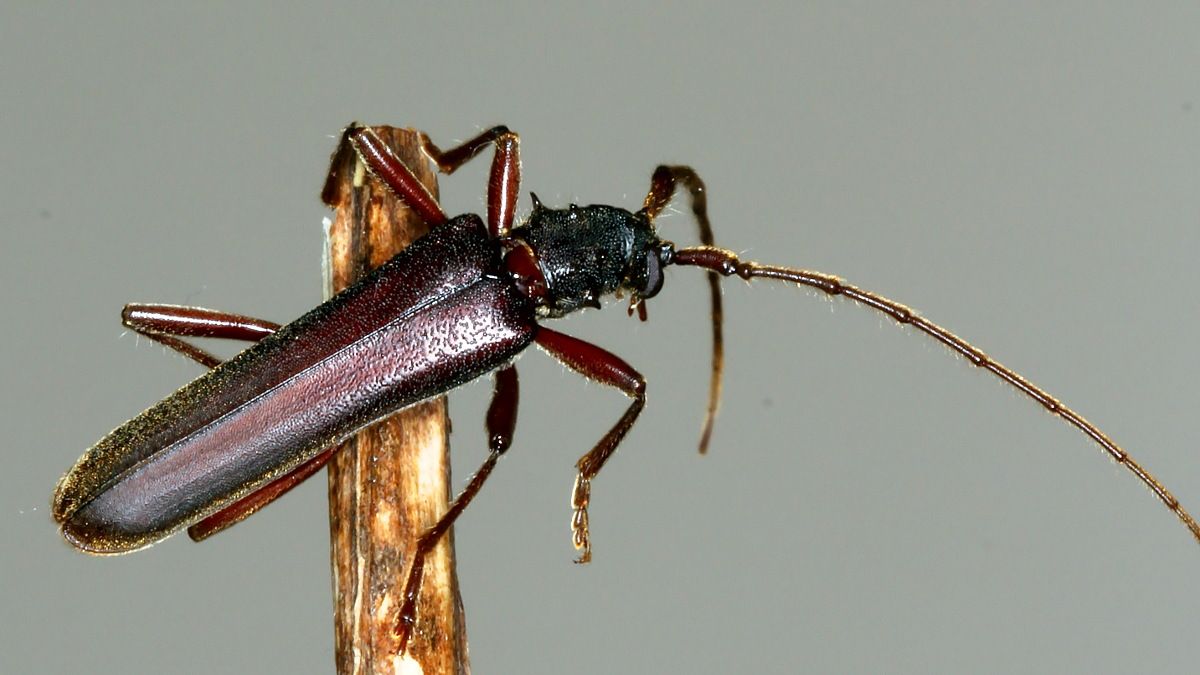 Cerambycidae Phlyctaenodes pustulosus n1.jpg