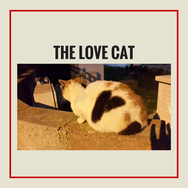 THE LOVE CAT.jpg