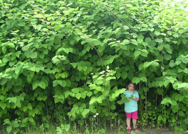 Japanese-Knotweed-618x440.jpg