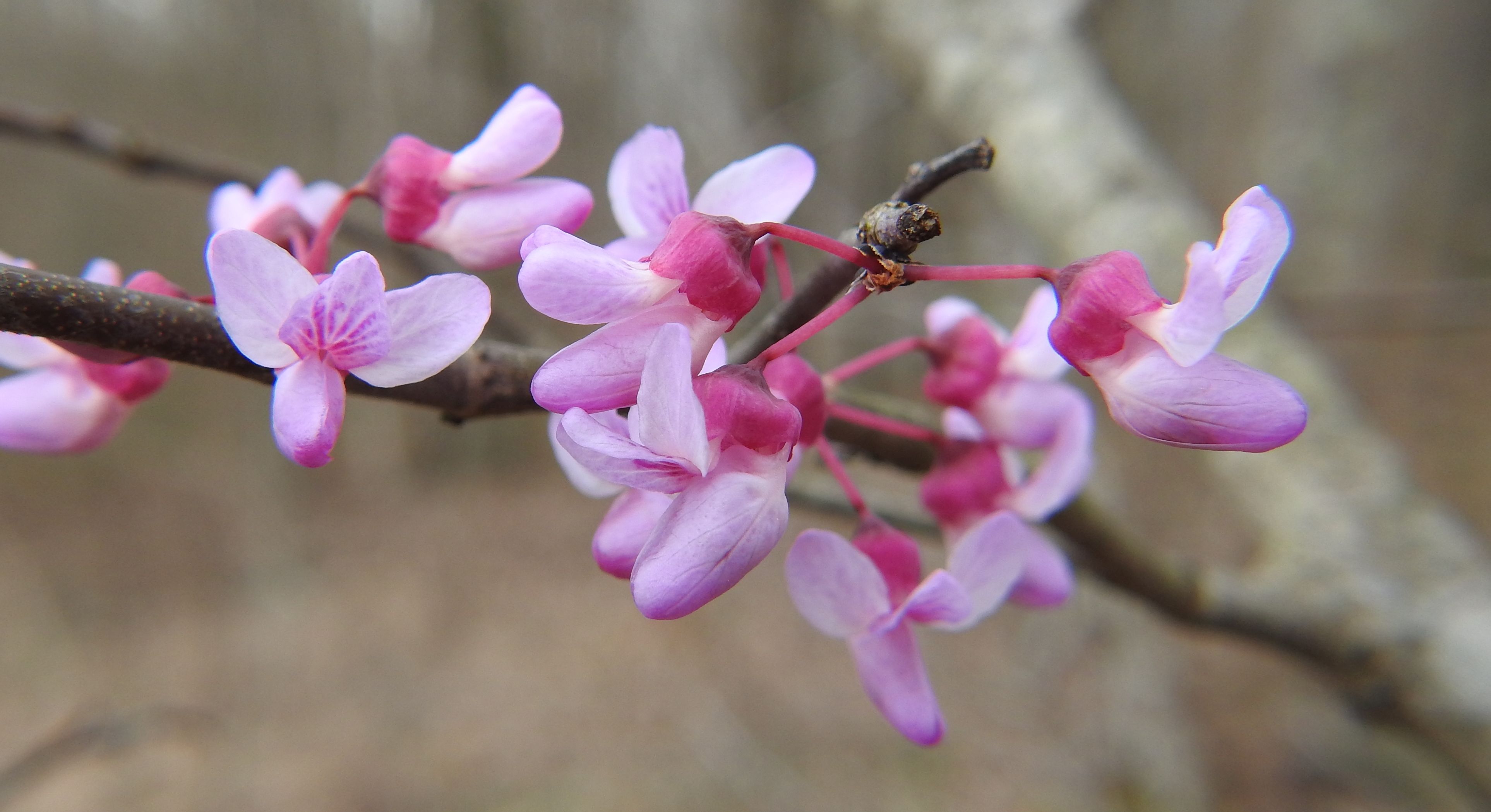 redbud.jpg