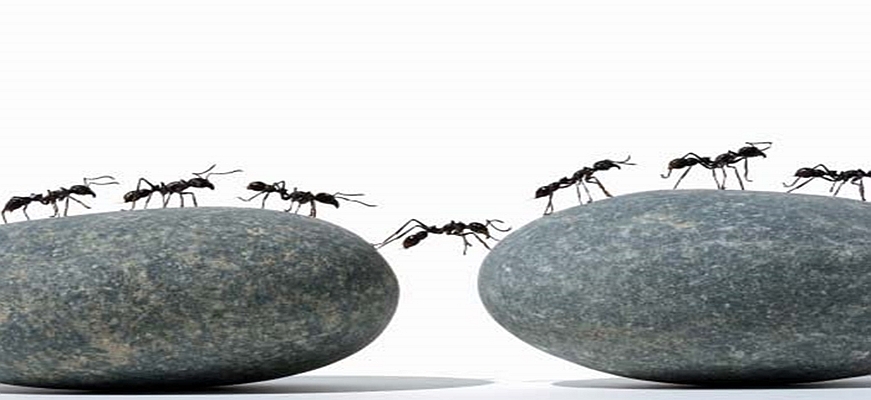 ants-moving-together.jpg