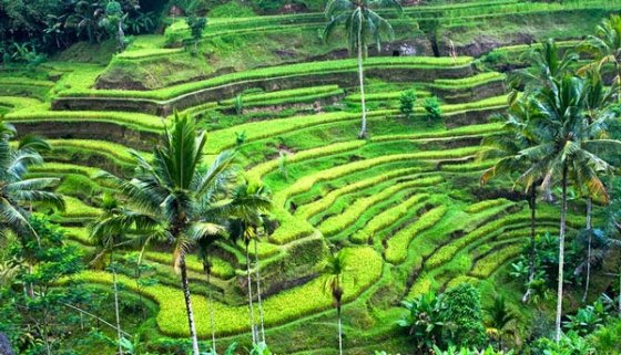 History Of Bali Island Steemit History Of Bali Island Steemit