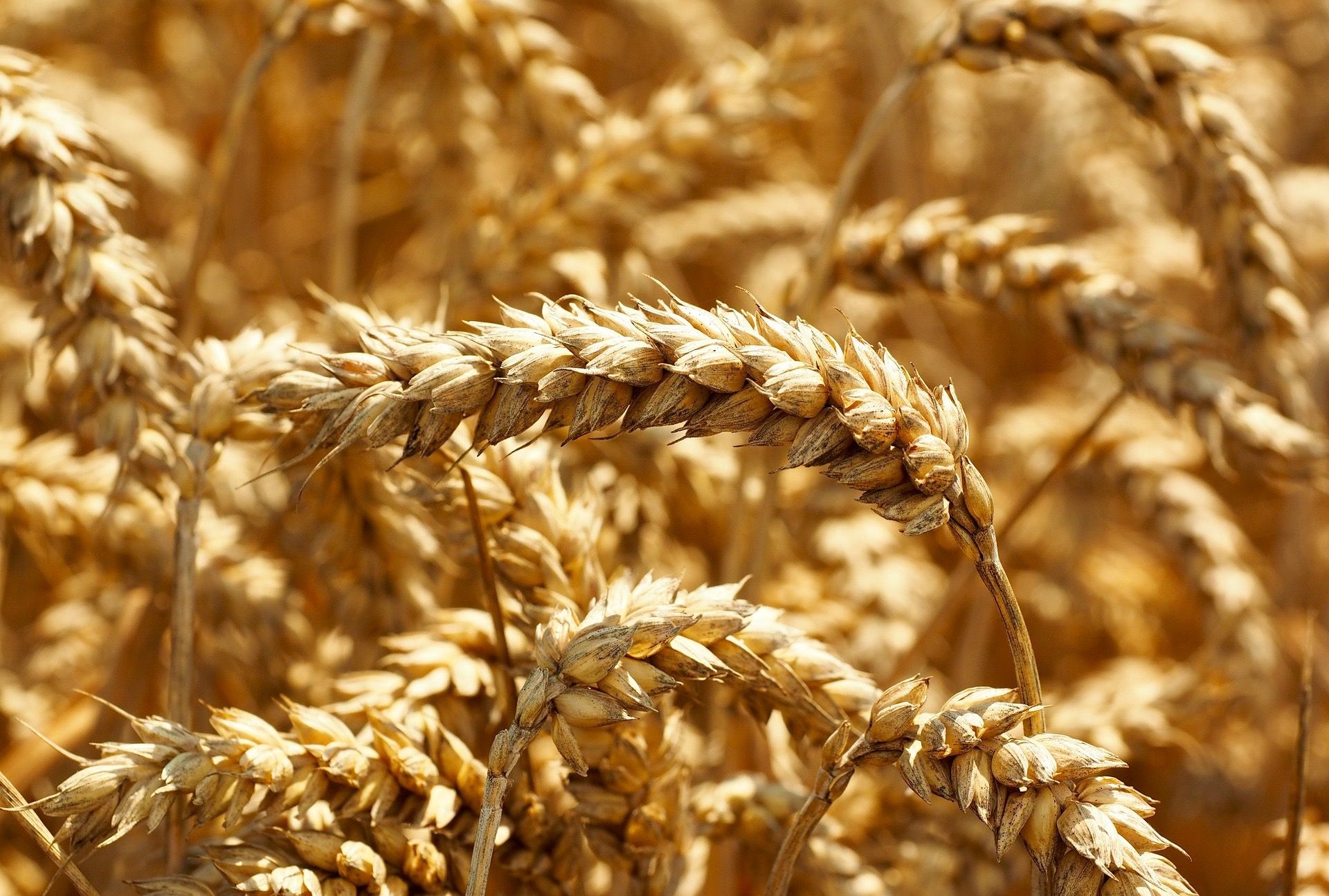 wheat-609895_1920.jpg
