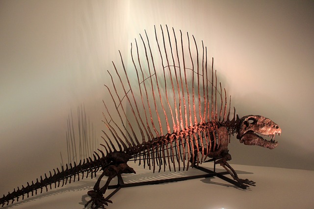 dimetrodon-347308_640.jpg