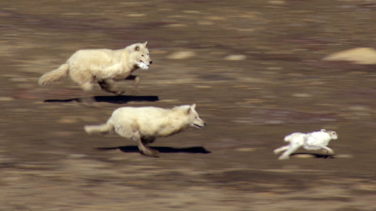 wolf_pack_hunting_hare.jpg