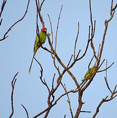 239px-Blossom-headed_Parakeet_Psittacula_roseata_both_sex_male_and_female_together.jpg