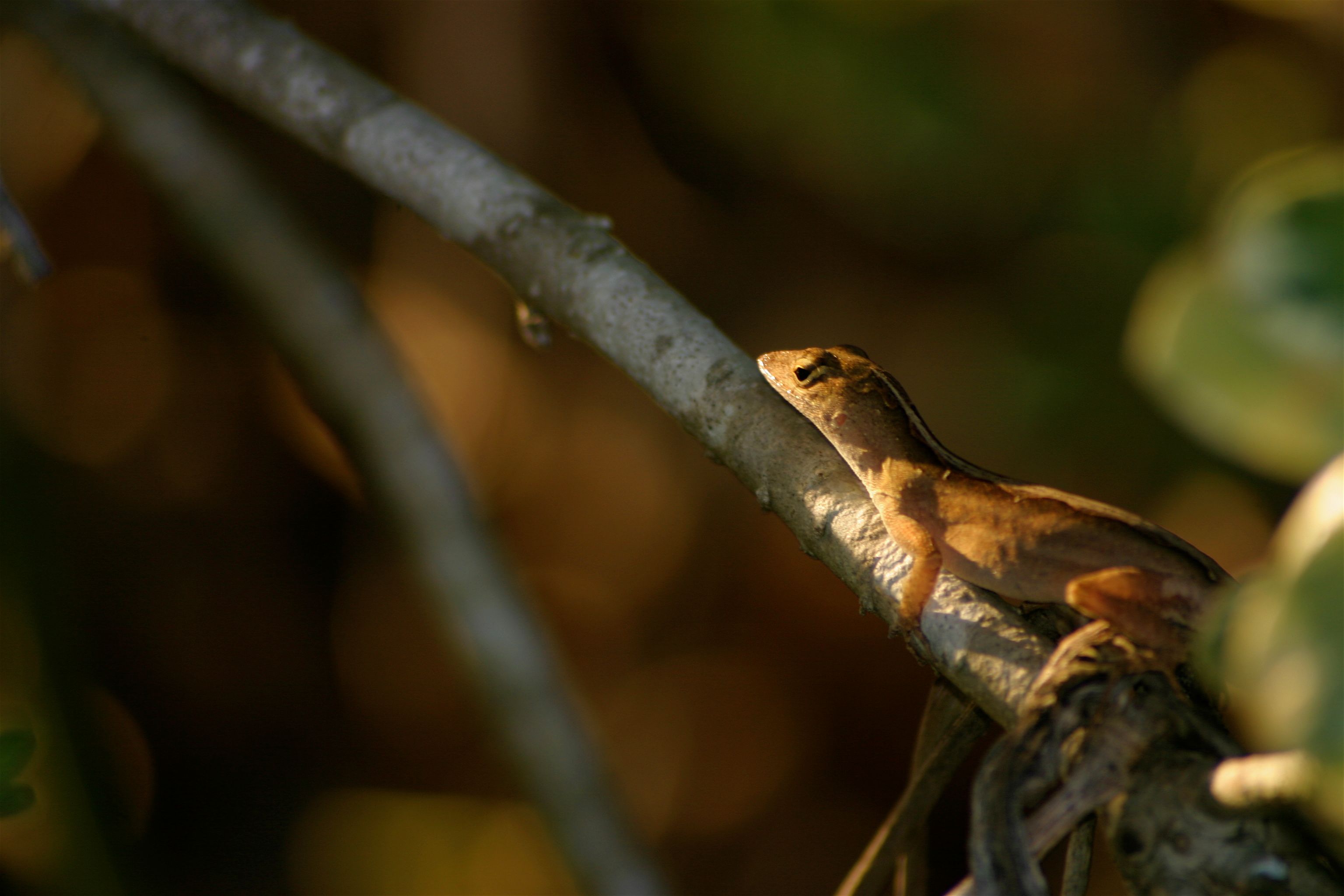 lizard sun 2-1.jpg