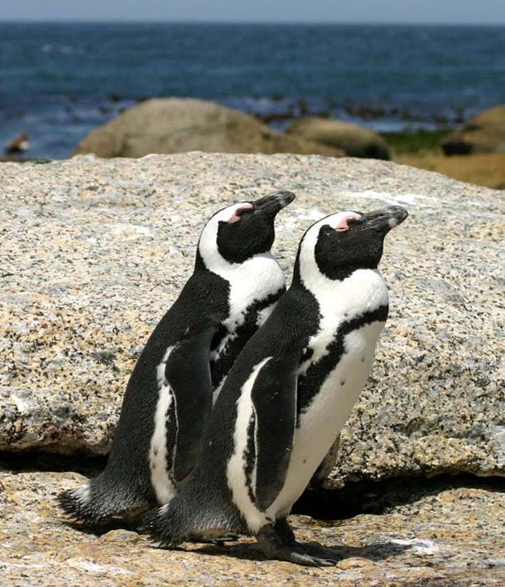 African_penguins_Boulder_Bay_1.jpg