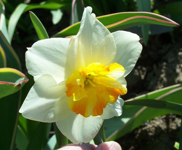 5.Third Section - jonquil, yellow-orange striped cup April 2013.jpg