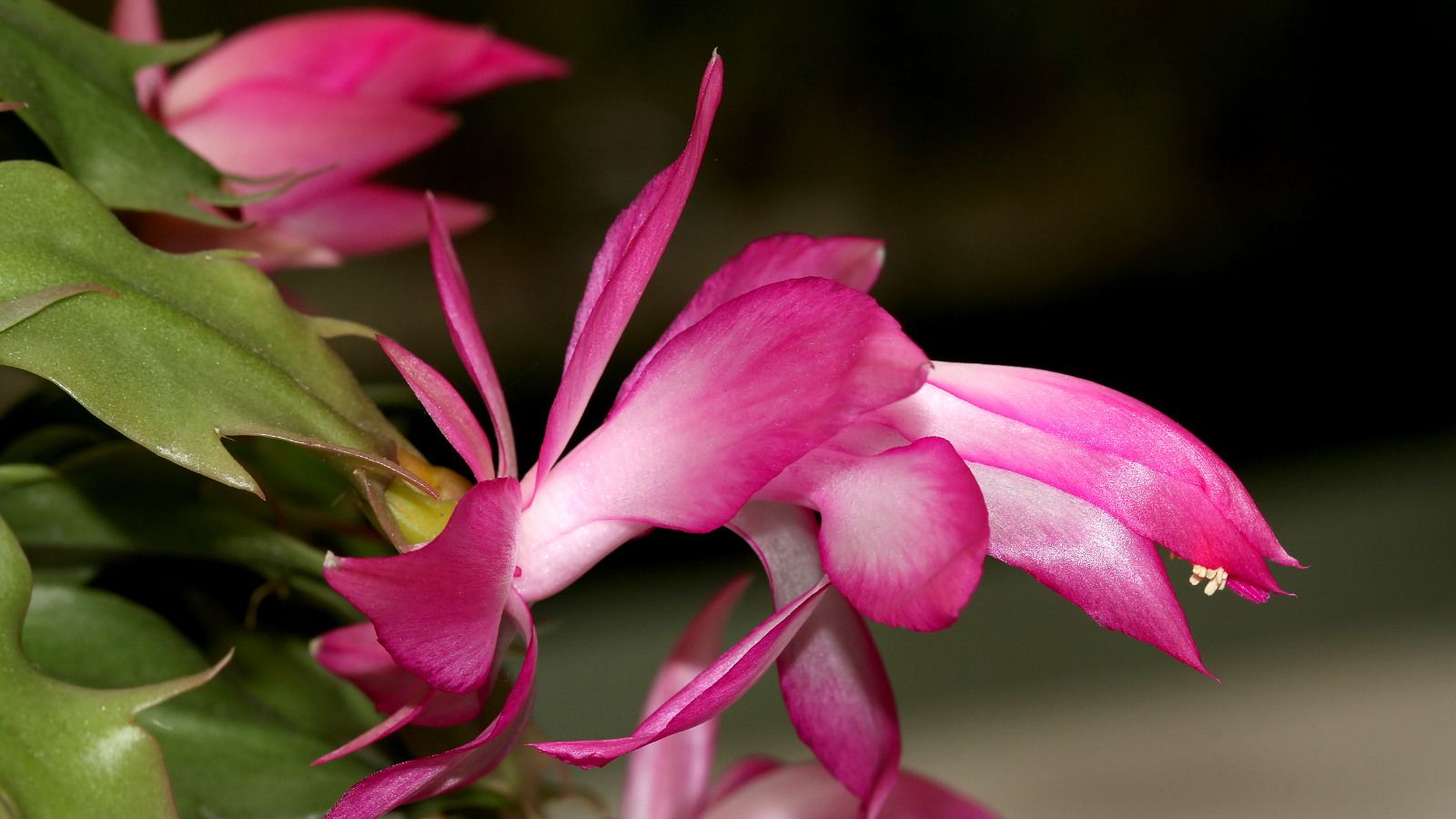 Plant 139 Schlumbergera truncata 2018-04-08 n3.jpg