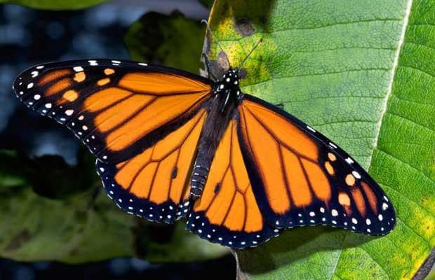 monarch-butterfly_1552643b.jpg