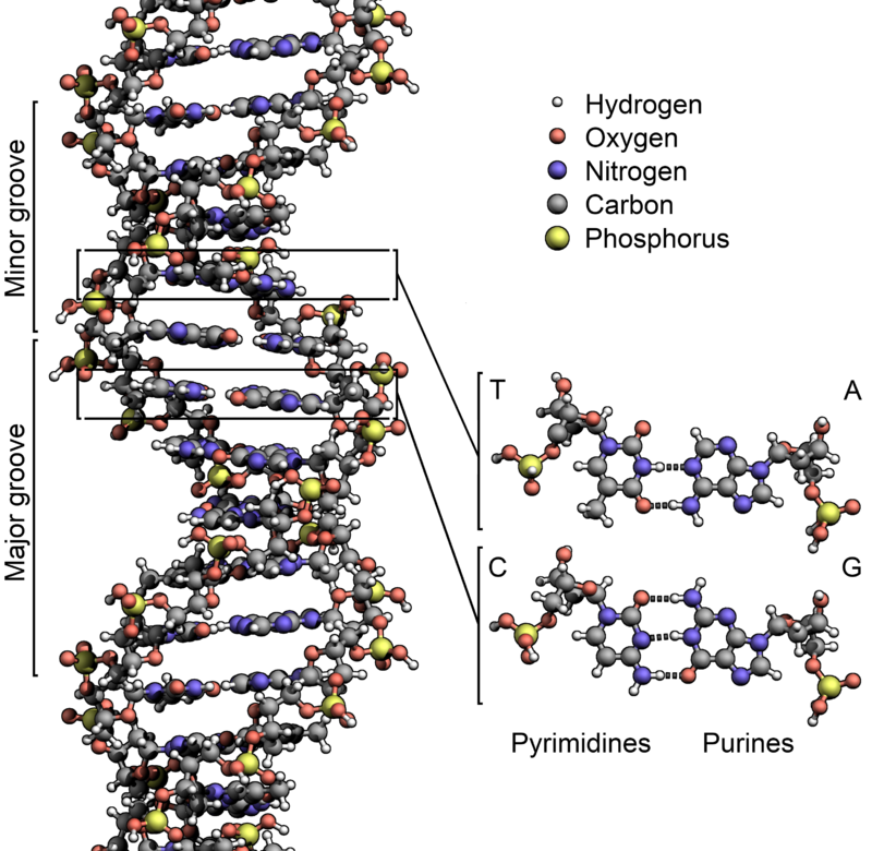 800px-DNA_Structure+Key+Labelled.pn_NoBB.png