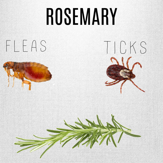 ROSEMARY.PNG