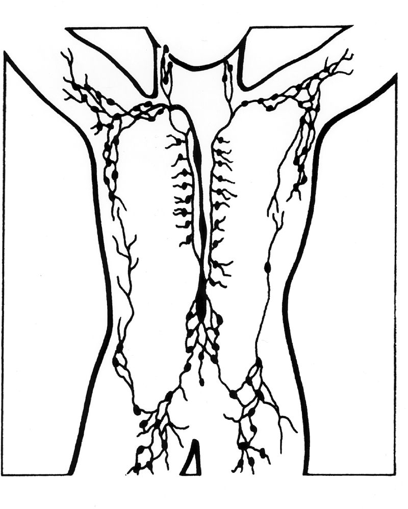 Lymph_nodes_illustration.jpg