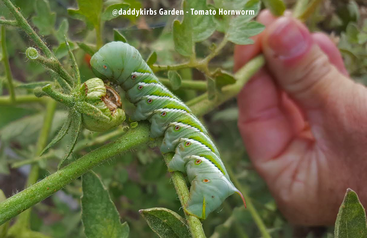 tomato hornworm hornworms kill texas garden difference