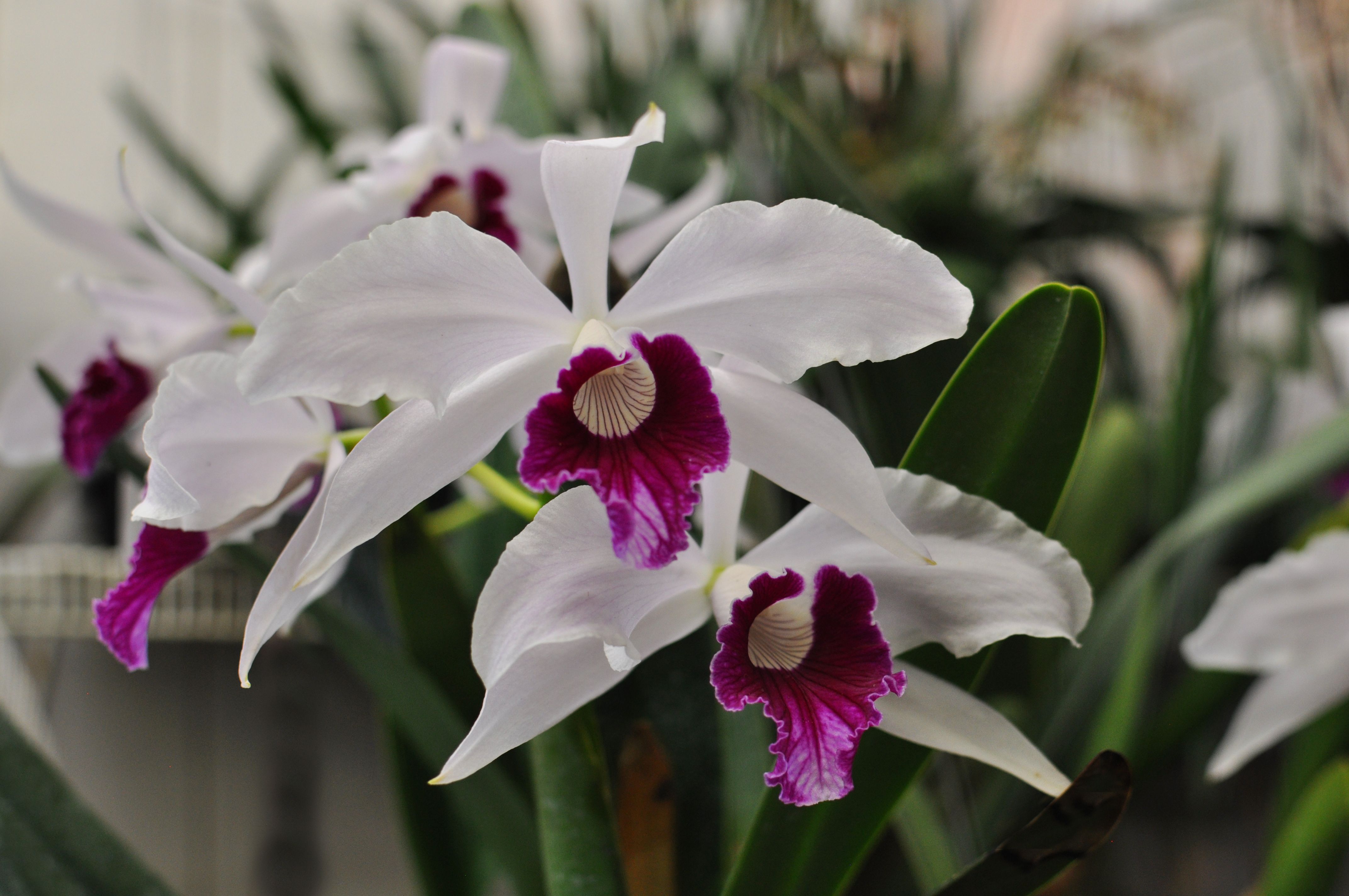 Laelia purpurata Roxo-Violeta.jpg