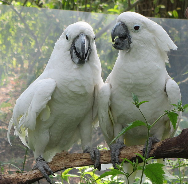 Mengenal Burung Kakatua Putih Sebagai Burung Endemik Indonesia