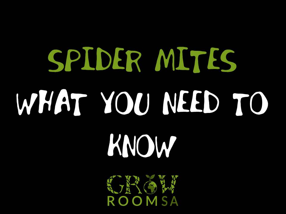 Spider mites.jpg