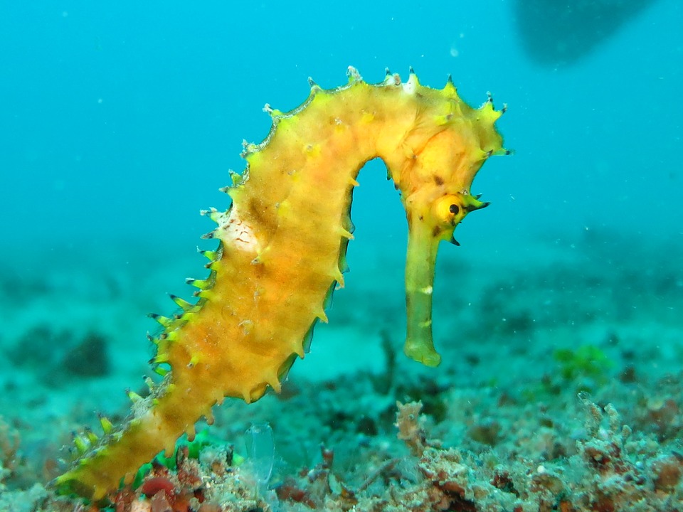 seahorse-1538016_960_720.jpg