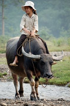 12d03df737cdffd09d0577b92f5d7173--oxen-water-buffalo.jpg