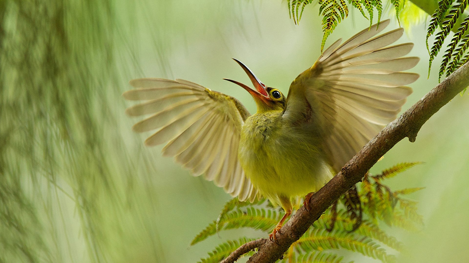 《飞鸟与夏花》每天一首自译飞鸟集（1）