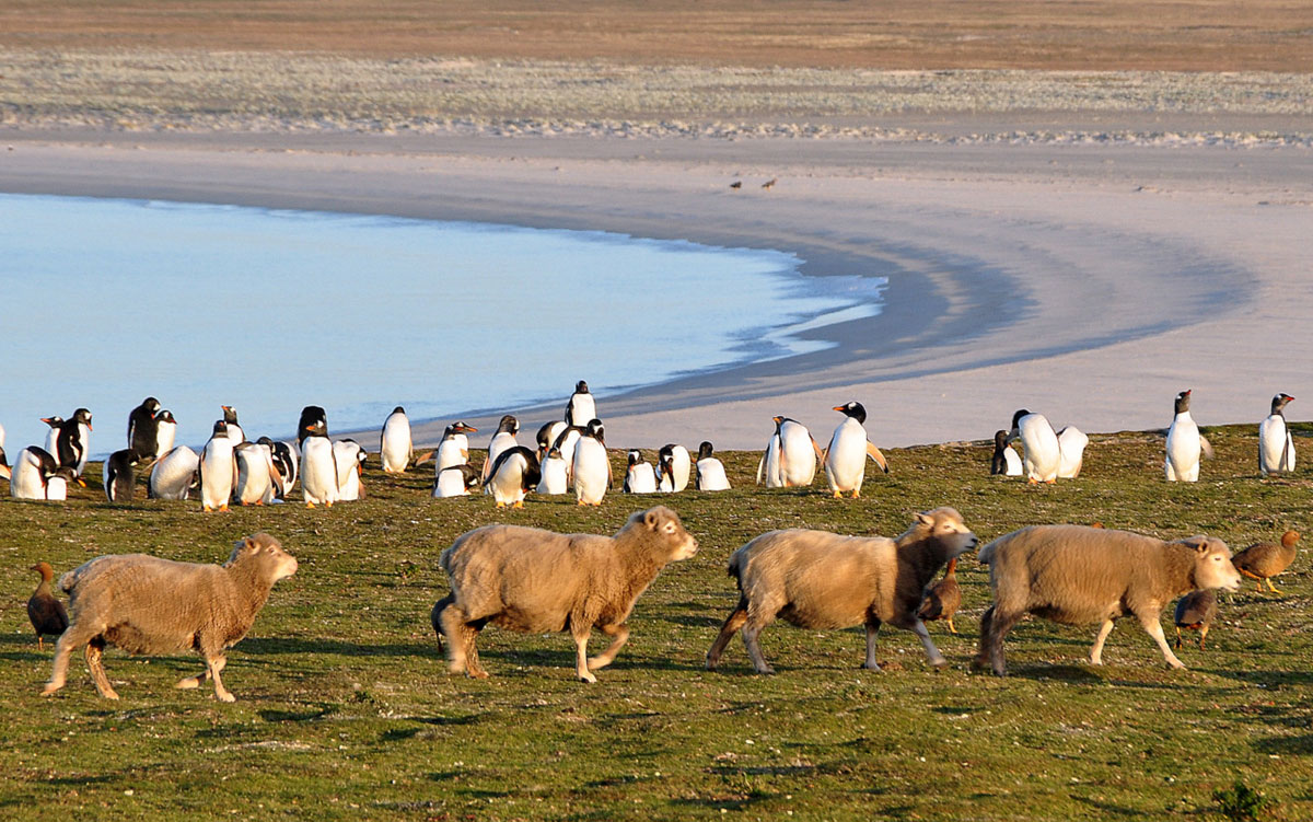 falkland-islands-penguin-sheep.jpg