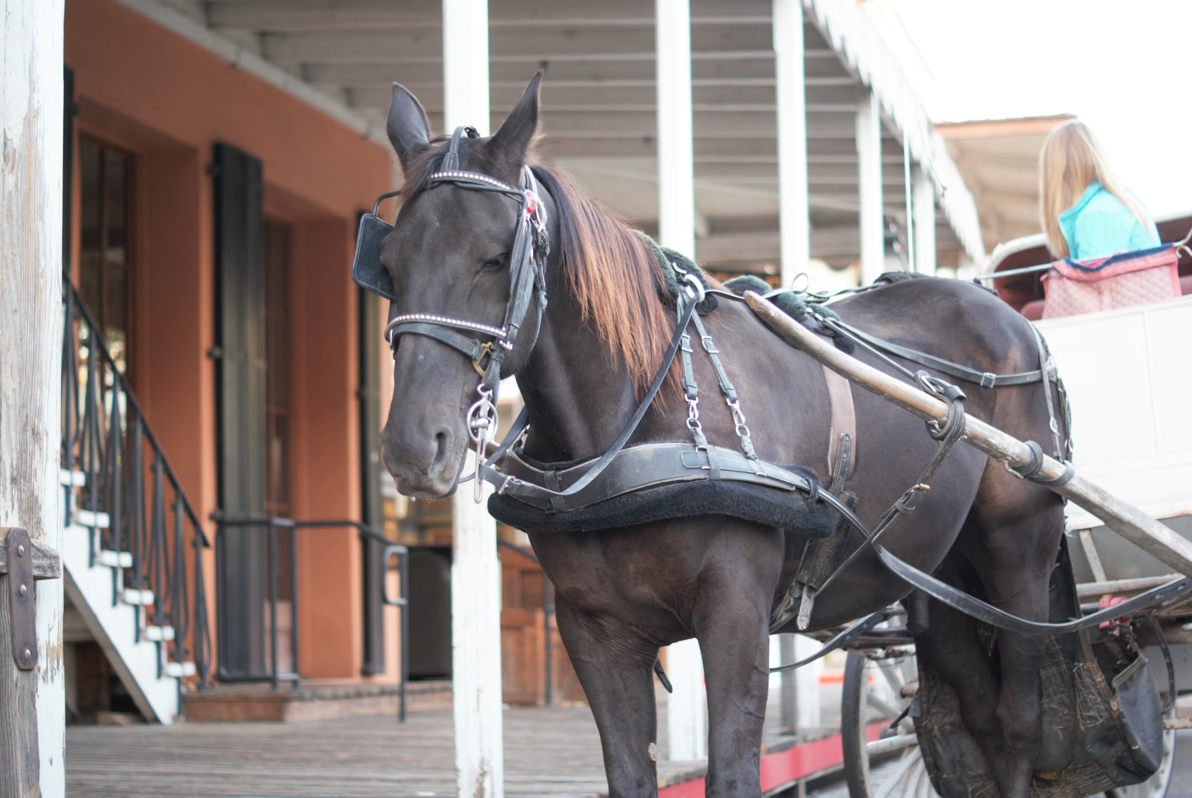 horse close up.jpg