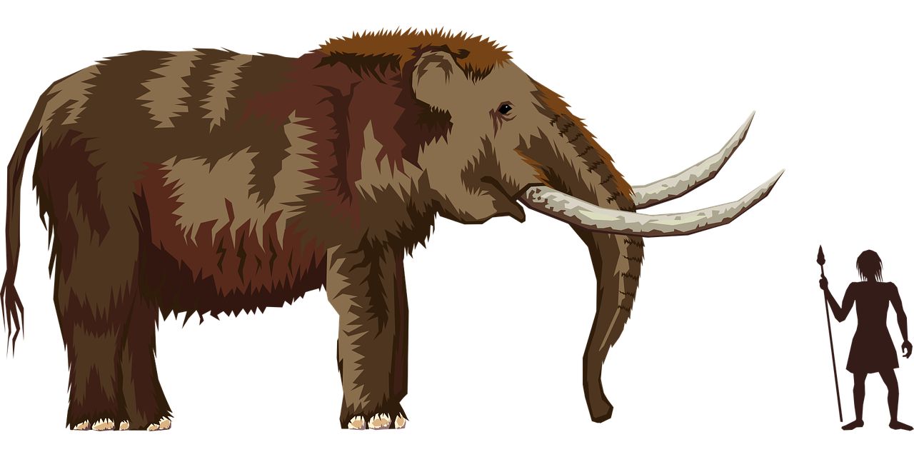 elephant-2026638_1280.png