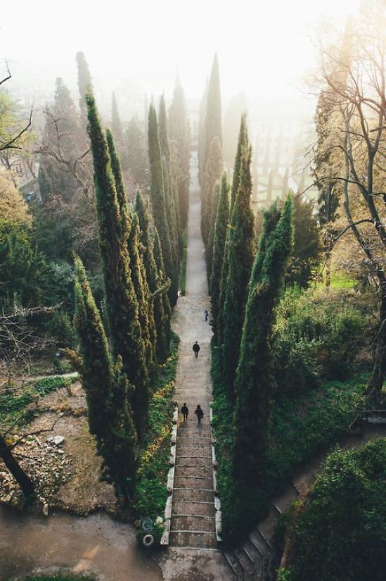 Tunnels of Trees 8.jpg