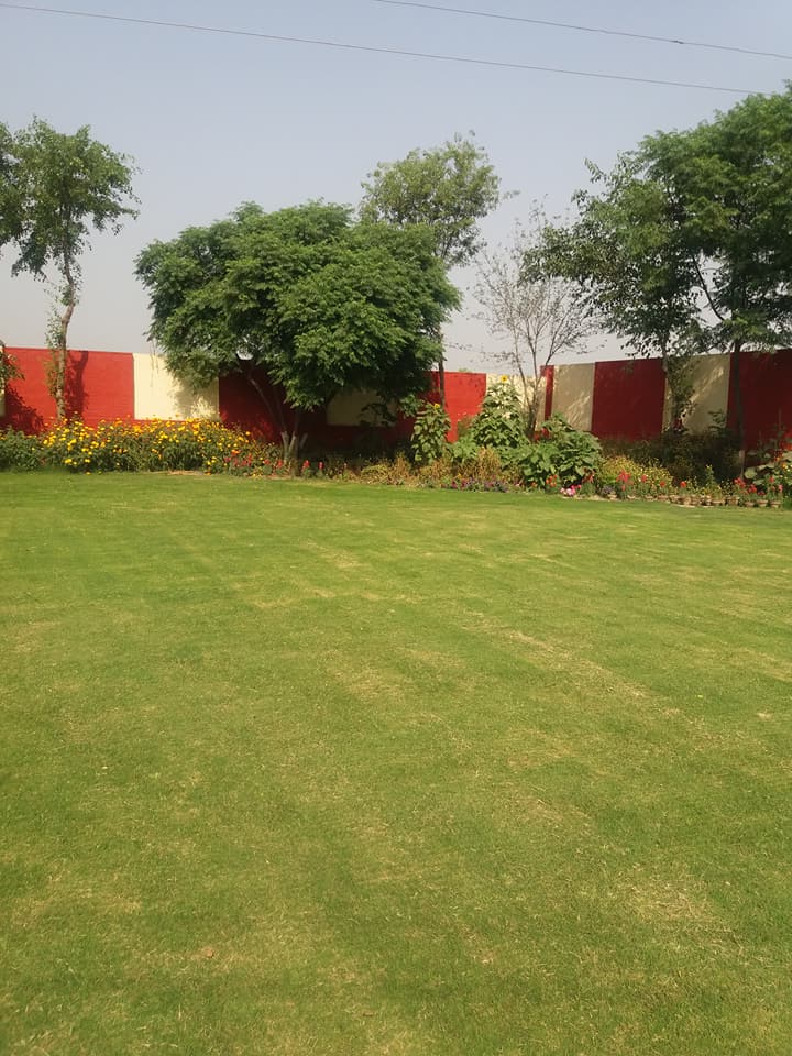 grassy lawn 1.jpg