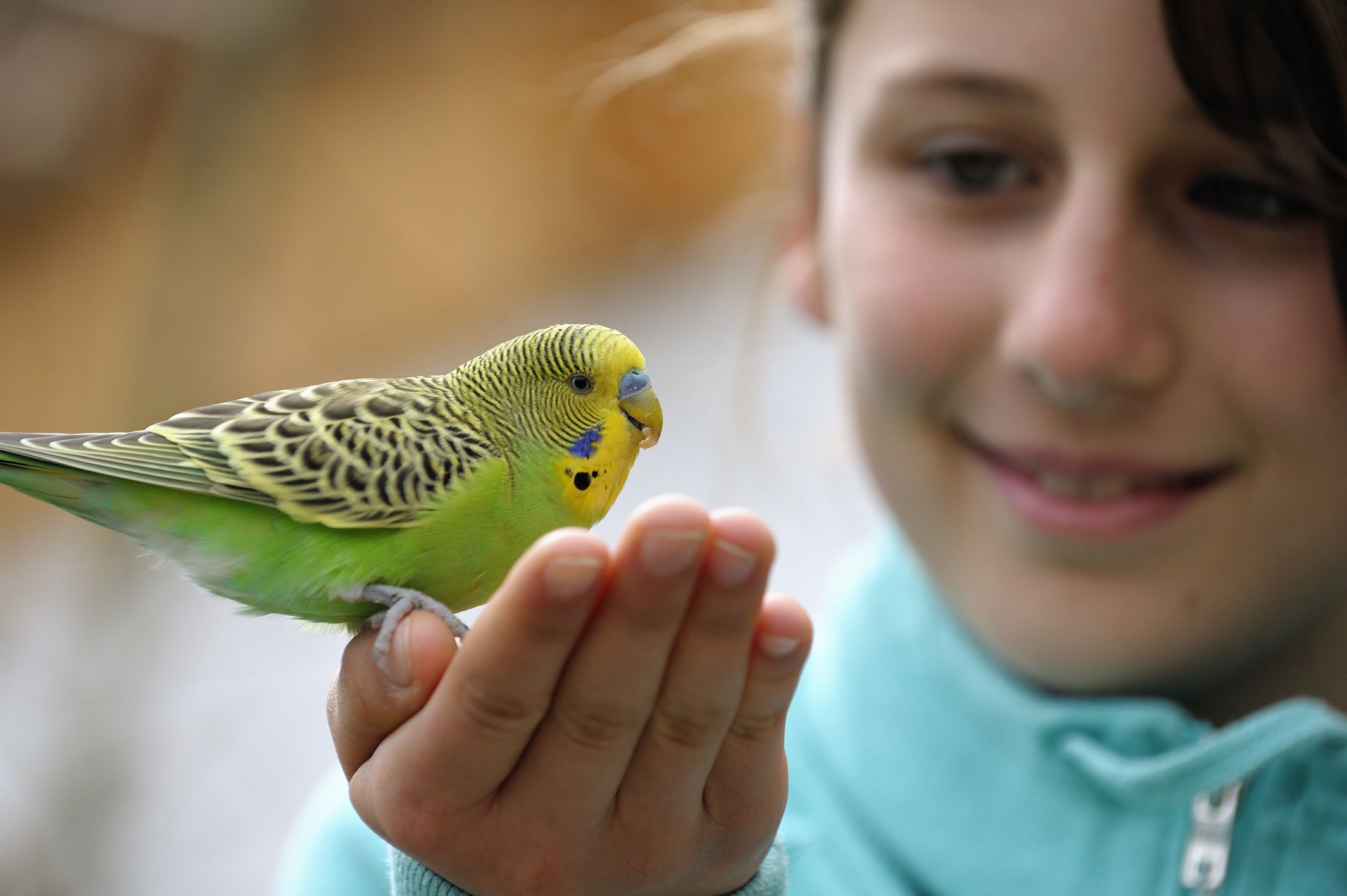 cute-girl-with-a-budgie-165581065-57ffdcf03df78cbc2893db7d.jpg