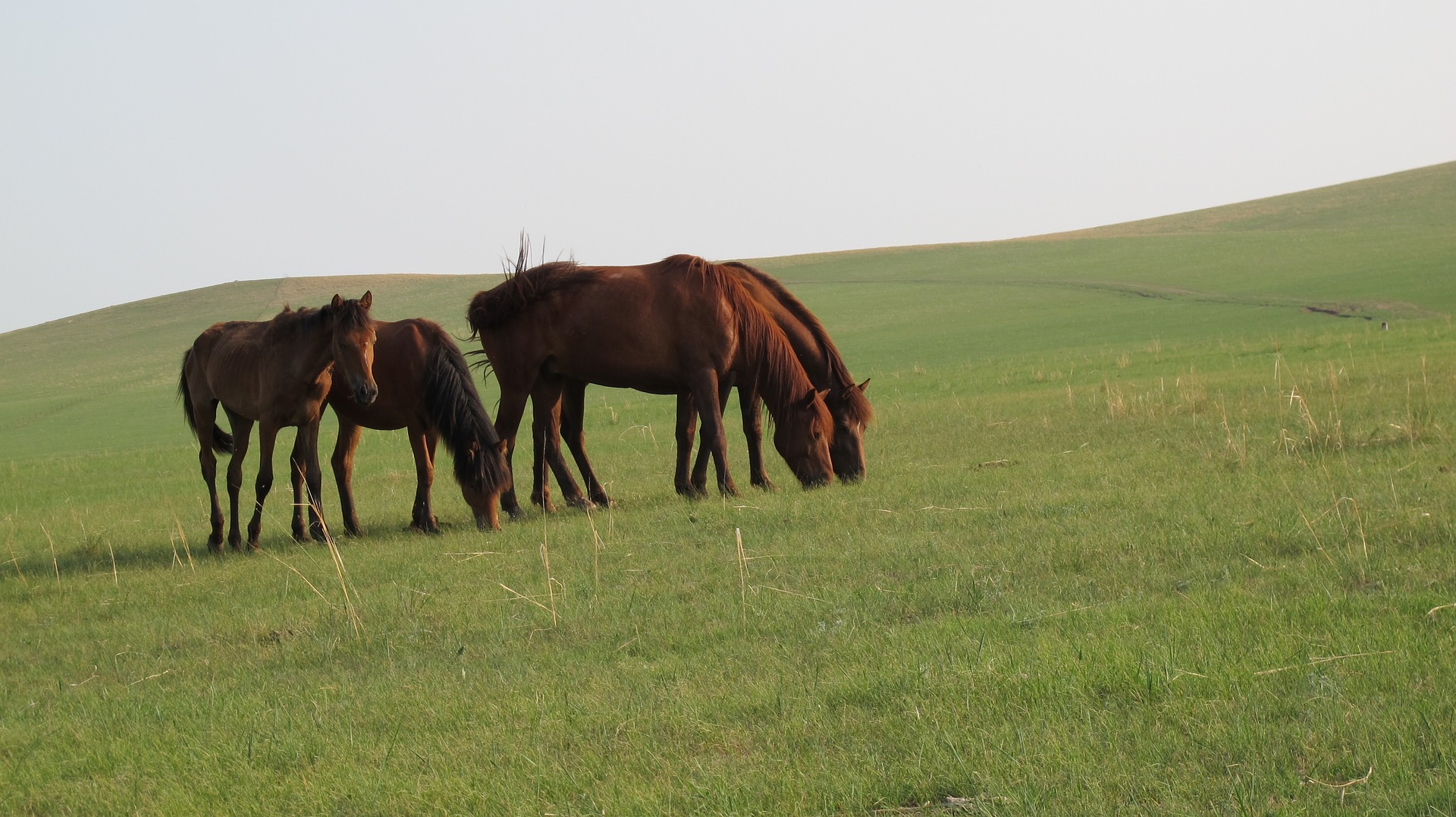 mongolia-horse-1439556_1920.jpg
