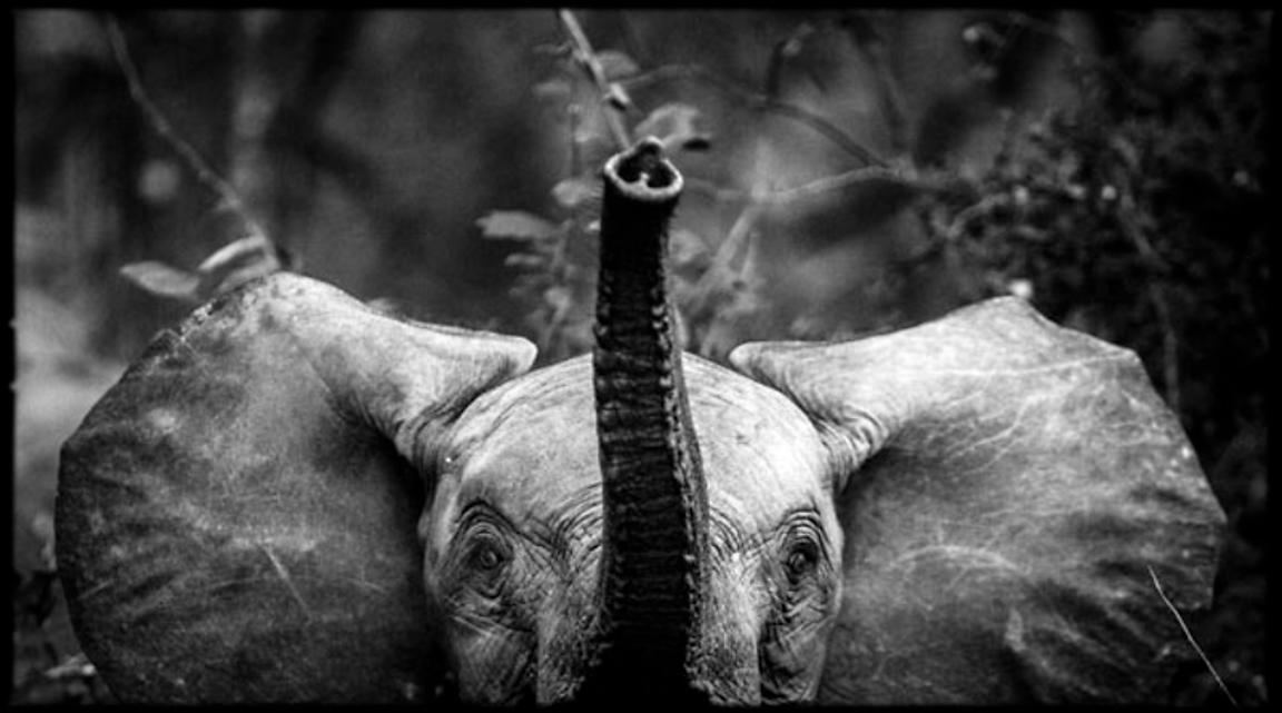 3179-Baby_elephant_South_Africa_2008_Laurent_Baheux_xgaplus.jpg