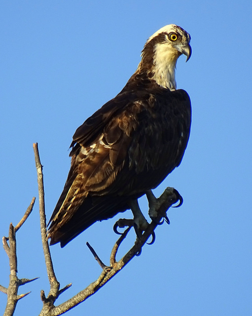 Aguila Pescadora.jpg