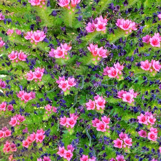 VillaFlowers.jpg
