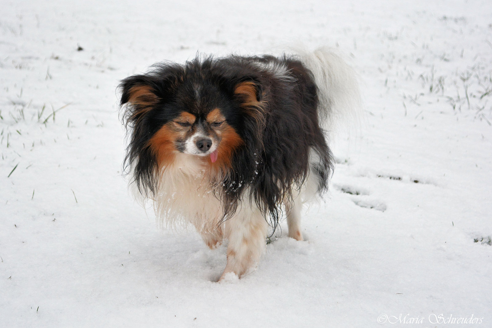 lucky_in_the_snow_2_by_maria_schreuders-daymvzw.jpg