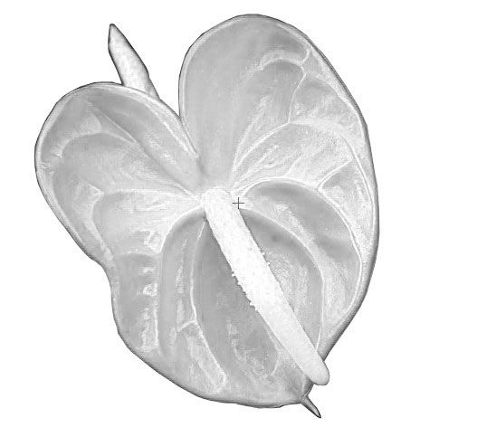 2.Anthurium Bunga Hitam putih.jpg