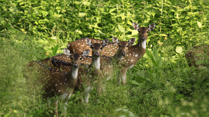 muthanga_wildlife_sanctuary20131031111301_12_1.jpg