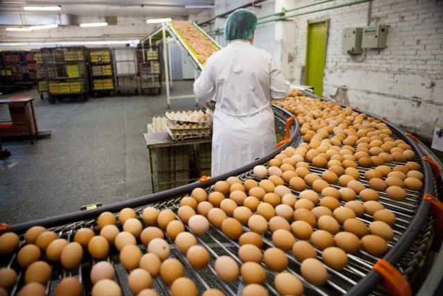 FNI-eggs-production-line-26914103-640x427.jpg