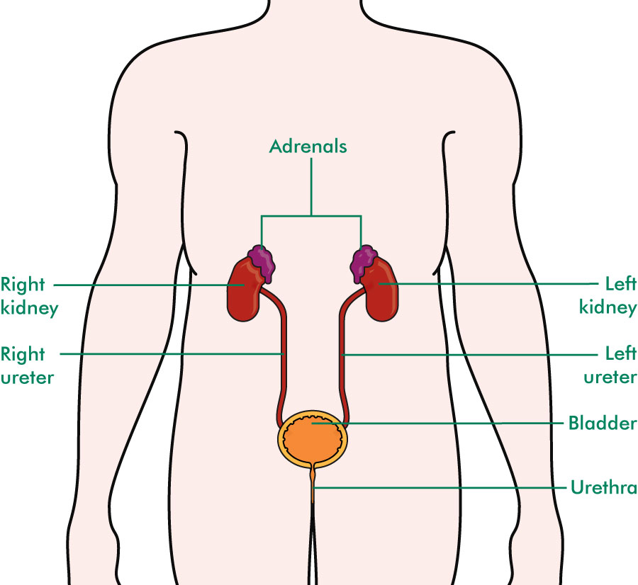 kidneys.jpg