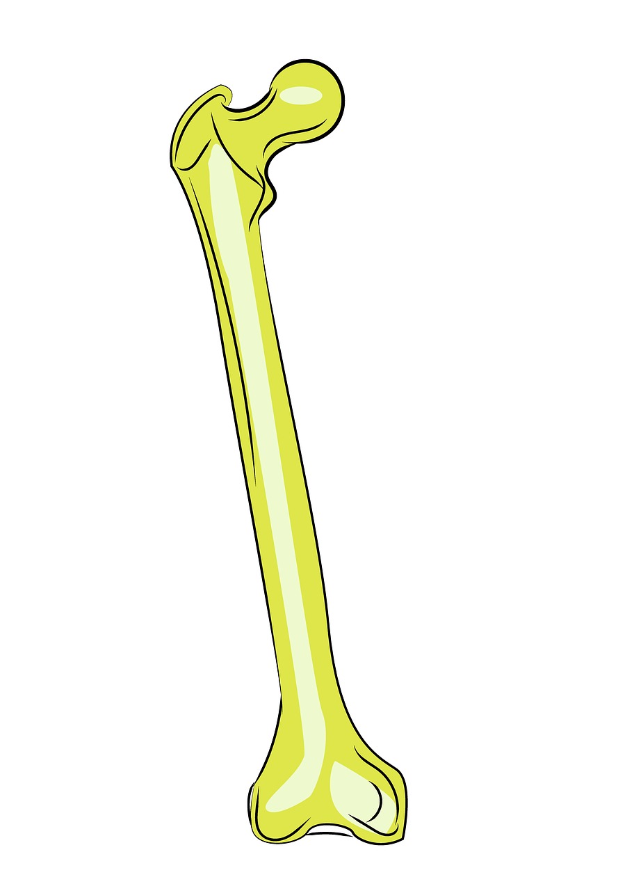 femur-2527984_1280.jpg