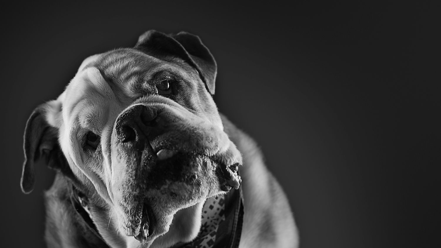 dog bulldog sad black and white.jpg