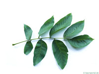 common-walnut-leaf.jpg