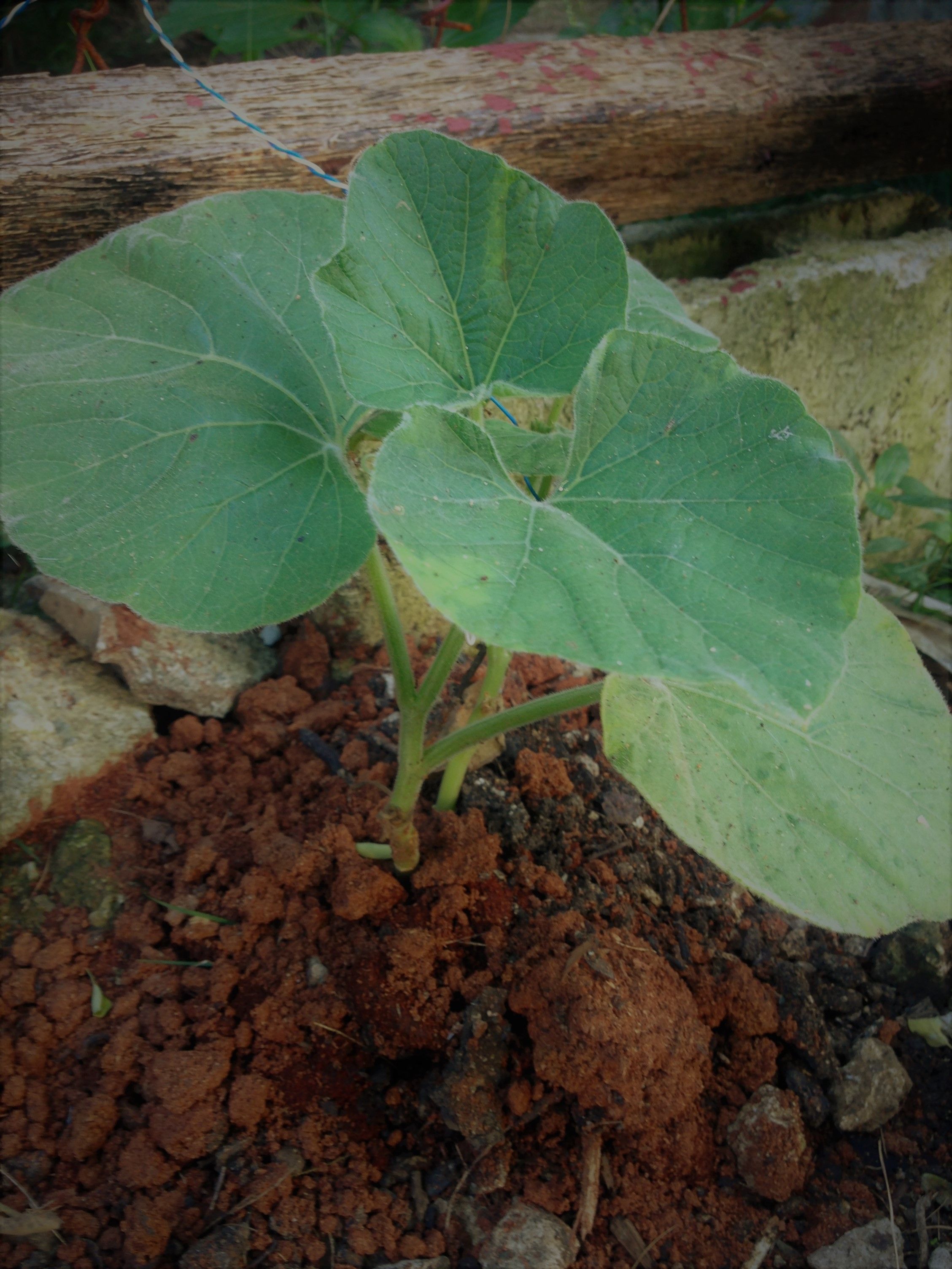 veggies & herb - bitter gourd.JPG