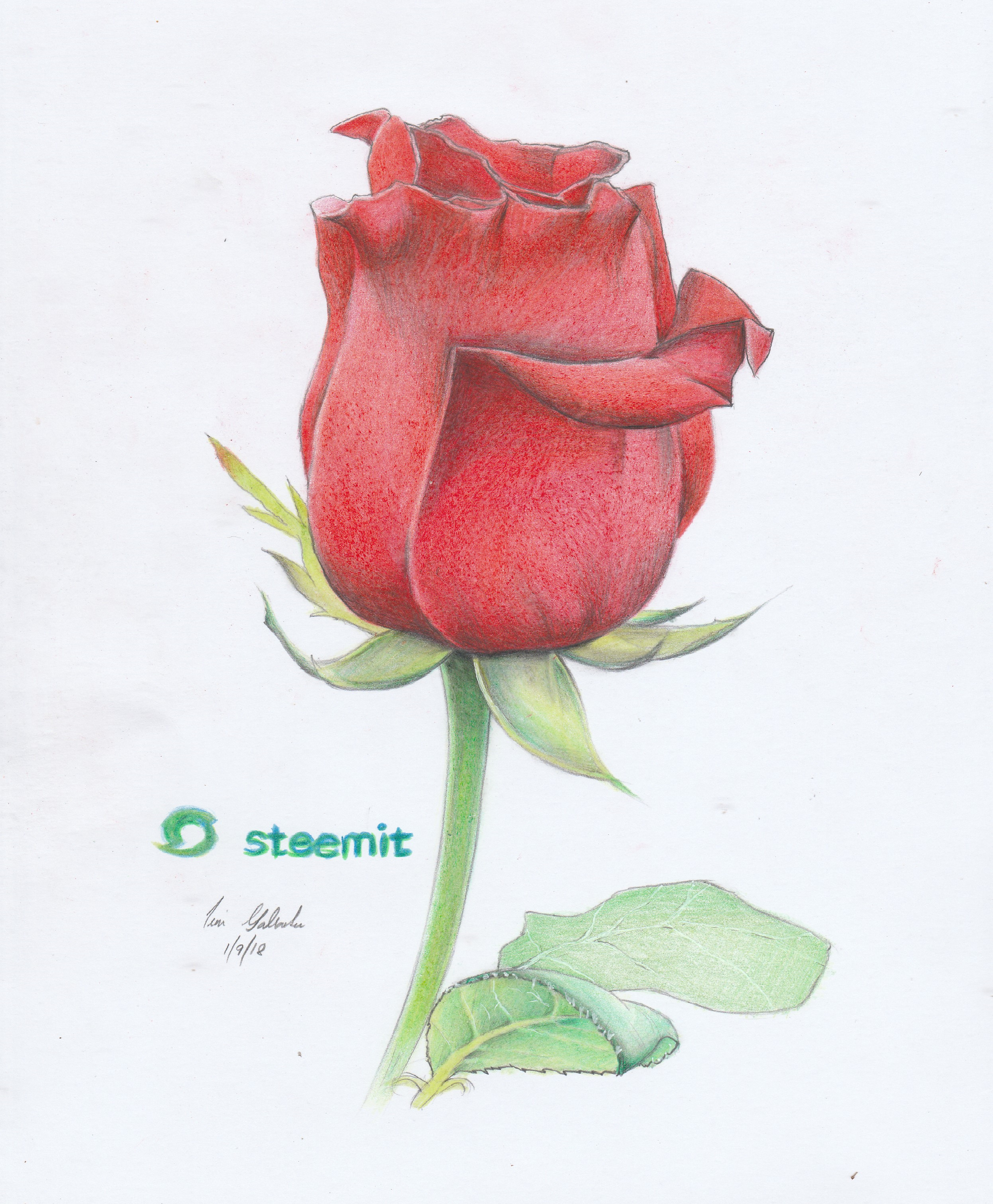 Portrait Of A Red Rose Step By Step Drawing Steemit
