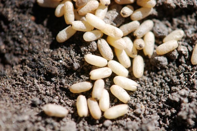 ant-pupae.jpg