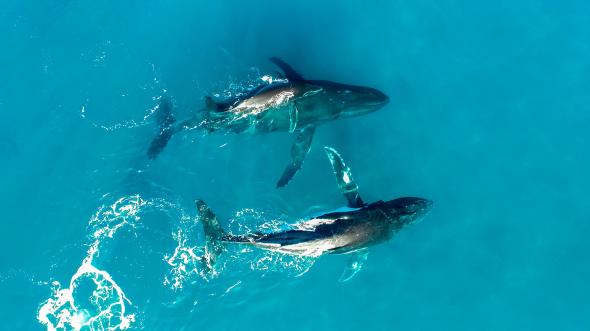 aerial-mother-whale-hugging-calf-hawaii.ngsversion.1503408624141.adapt.590.1.jpg