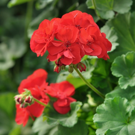 geranium 2 flower essence-554x554.jpg