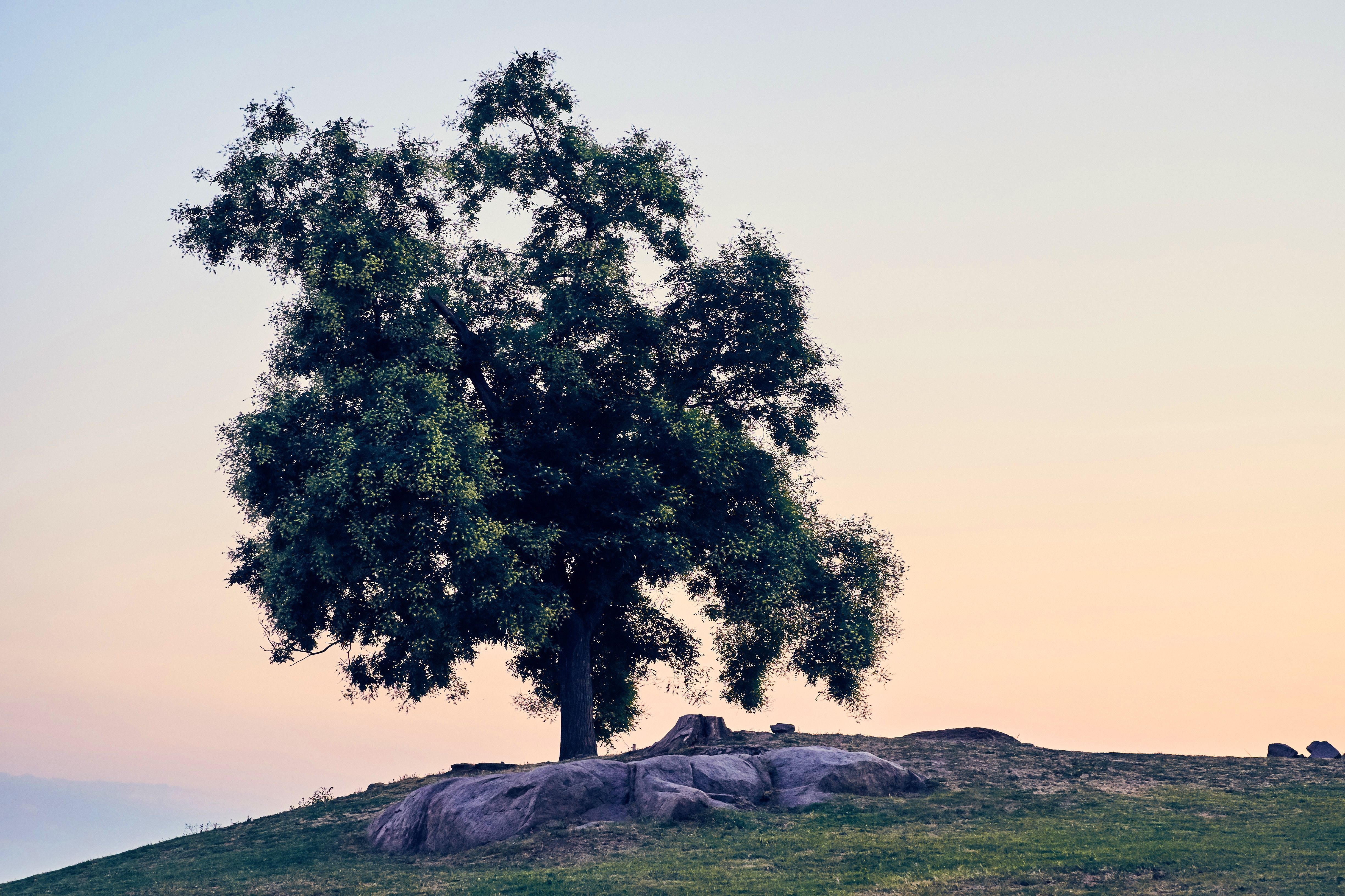 Tree 2.jpg