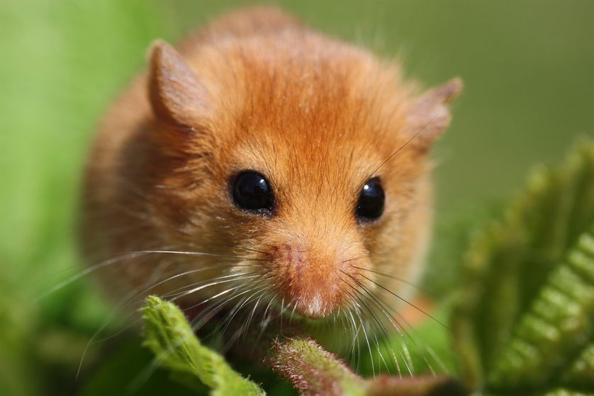 closeup-dormouse.jpg.838x0_q80.jpg